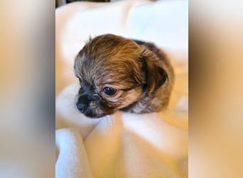 eine Hand voll Glück - Chihuahua Welpen RESERVIERT