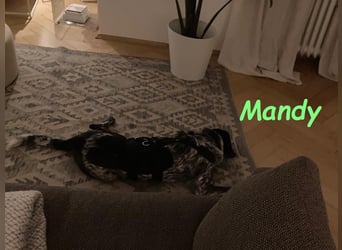 Mandy 04/2021 (in Deutschland) - lernwillige und verspielte, wunderschöne Hündin!