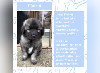 Süße Sarplaninac Welpen (Hirtenschutzhund/Schäferhund) suchen neues Zuhause. Noch 2 Welpen verfügbar