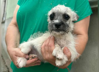 Stella, geboren 01.05.2025, 22cm sucht ihre Menschen