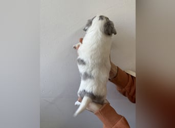 Chihuahua Langhaar Welpen ab Mitte Mai abzugeben