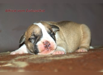 Continental Bulldogs vom Zwieseltal