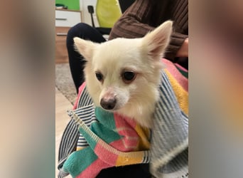 Lumi SR – kleine Hündin sucht ihr Für-immer-Zuhause