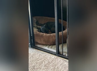 Leyla aktiver Jagdterrier Mischling Hündin sucht Zuhause für immmer
