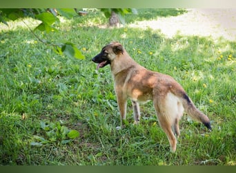 MONA - das freundliche und fröhliche Hundemädchen sucht Heimathafen