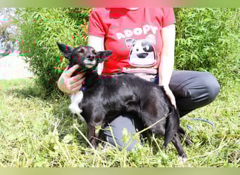 Hedi, Mix Dackel / Chihuahua, lieb und verträglich