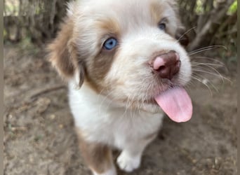 Australian Shepherd Something Special