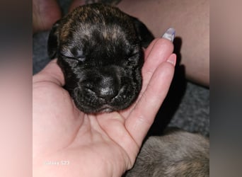 Cane Corso Italiano Welpen