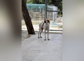 Süße und liebevolle Pointer Mix Hündin EMMA sucht eine Familie