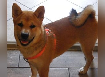 Erstklassige Shiba Inu Zucht in Sachsen