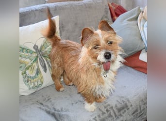 Yorki-Mix-Rüde freut sucht verantwortungsvolles Zuhause