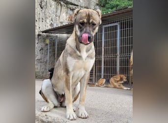 LILY❤️HSH-Mix-Hündin: eine echte Herzensbrecherin & sanfte Seele