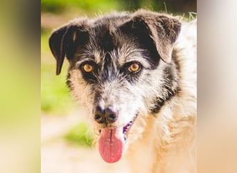 Oriol, Mix Schnauzer / Podengo, lieb und verträglich