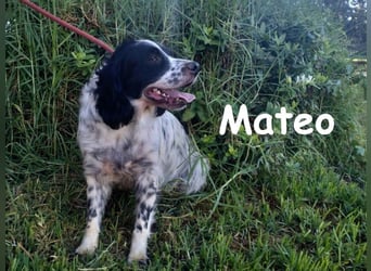 Mateo geb. 06/2020 (ESP) - sehr sozialer und anhänglicher Bretonischer Spaniel!