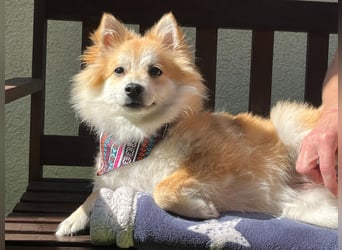 Wanda SR – Kleine Spitz-Prinzessin sucht liebevolles Zuhause