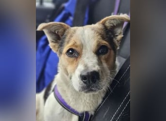 Didier - freundlicher, aktiver, verspielter kleiner Jack Russel-Mix Rüde / z.Zt. noch in Rumänien