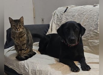 MAYA❤️sanfte, kluge & katzenverträgliche schwarze Schönheit