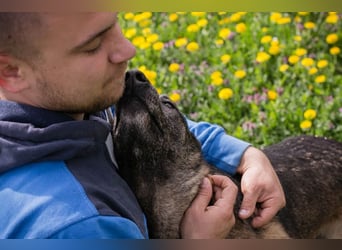 Flower-  Liebevolle Malinois-Mix-Hündin sucht ein geborgenes Zuhause