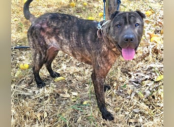 SID ❤️ verspielter Hundejunge mit großem Herz