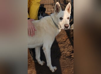 Luuk, geb. ca. 12/2018, lebt in GRIECHENLAND, im städt. Tierheim Serres