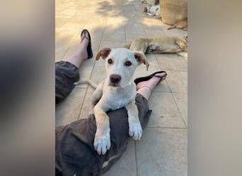 Francesco – sanfter Herzenshund auf der Suche nach seinem Platz im Leben
