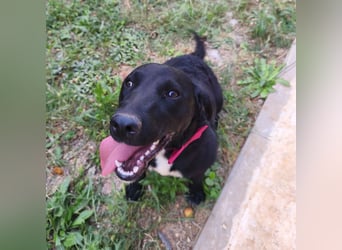 Lola sucht aktive Familie