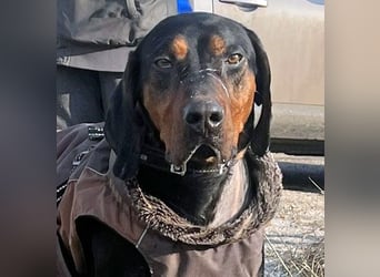 Jack , ungarische Bracke, sucht die Wärme und Nähe des Menschen