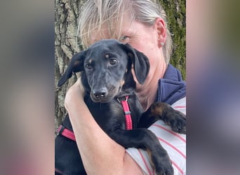 Ella (Elvira) VA - Aufgeweckte Welpin sucht Abenteuer und Geborgenheit