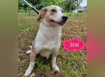 Irena - wird sie je ein Frauchen finden???