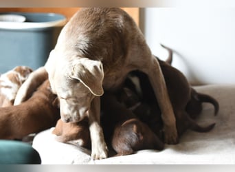 Aussiedor Aussiedorwelpe Welpe Australien Shepherd x Labrador