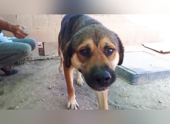 SIBILO - treuer Hundemann