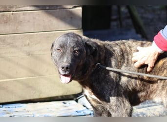 Jackpot - ein majestätischer Doggen-Mix sucht sein Königreich