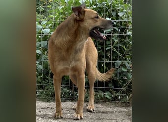 FEIVEL, Rüde, 3,5 Jahre, 46cm, Mischling, Tierschutz