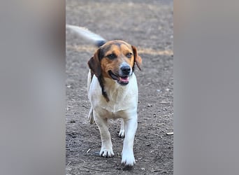 Bea - freundliche, aktive, anhängliche Beagle Mix Hündin / z.Zt. noch in Rumänien
