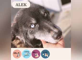 Huskymix Alek soll nicht im Shelter sterben