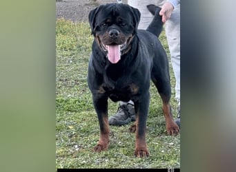 Reinrassige Rottweiler Welpen , Sportliche leistung Zucht