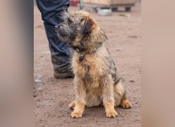 Suri, wurde einfach im Tierheim abgegeben und sucht nun ihr Glück