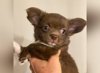 Langhaar-Chihuahuas mit Ahnentafel in schoko (weiß)