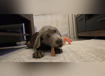 Labmaraner Welpen ( Labrador- Weimaraner)