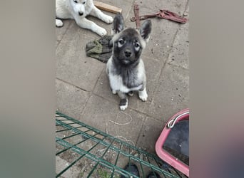 Akita - Husky Welpen