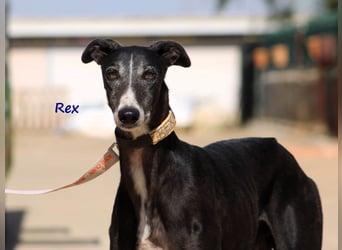 Rex 08/2019 (ESP) - aufgeschlossener, sozialer und angenehmer Galgo!