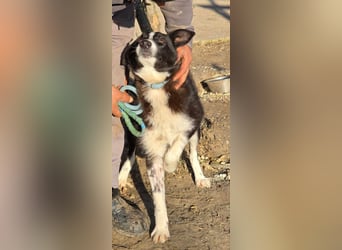 Lieblingsmenschen für die bezaubernde „Foxi“ gesucht