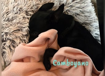 Camboyano 12/2022 (in Deutschland) - lustiger kleiner Pinscher-Mix!