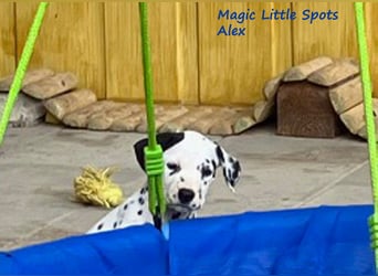 Magic Little Spots - tolle Dalmatinerwelpen aus verantwortungsvoller VDH Zucht