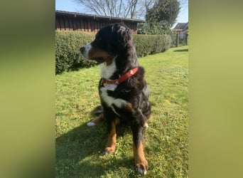 Wunderschöne Swissydog-Welpen mit Papieren - THERAPIEBEGLEITHUNDGEEIGNET