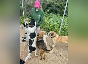 Ruhiger und gelassener Junghund WILLY (2 Jahre) sucht eine Familie
