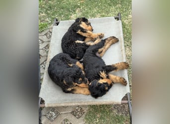 Airedale Welpen vom Uranusfels