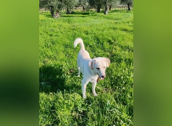 Kleiner Rüde BARNEY sucht sein großes Glück