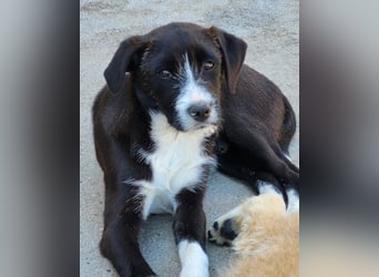 Jungrüde ♥ Xavi ♥ unser kleiner Herzöffner