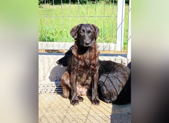 kleine schüchterne Mischlings Hündin Sunny sucht ein Zuhause oder PS